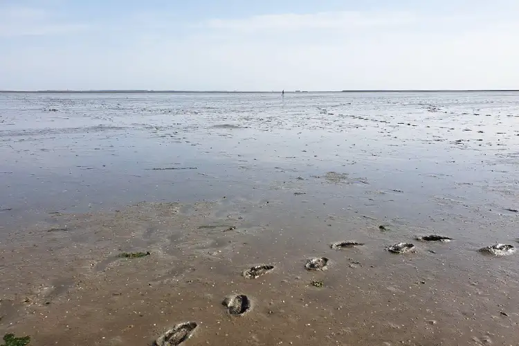 voetstappen wadlopen